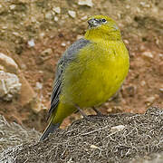 Bright-rumped Yellow Finch