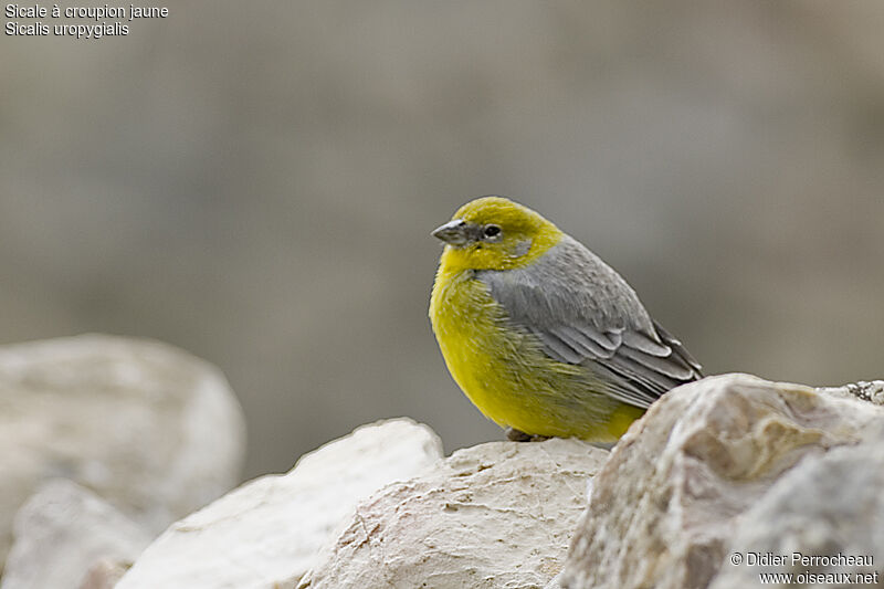 Sicale à croupion jaune mâle, identification