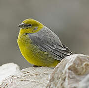 Bright-rumped Yellow Finch