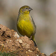 Bright-rumped Yellow Finch