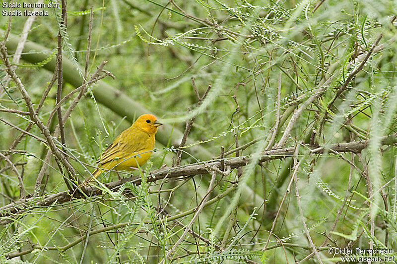 Saffron Finch