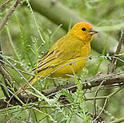 Saffron Finch