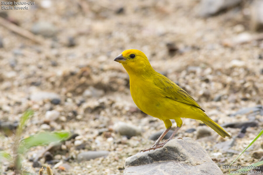 Saffron Finch