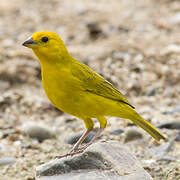 Saffron Finch