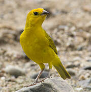 Saffron Finch