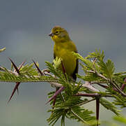 Grassland Yellow Finch