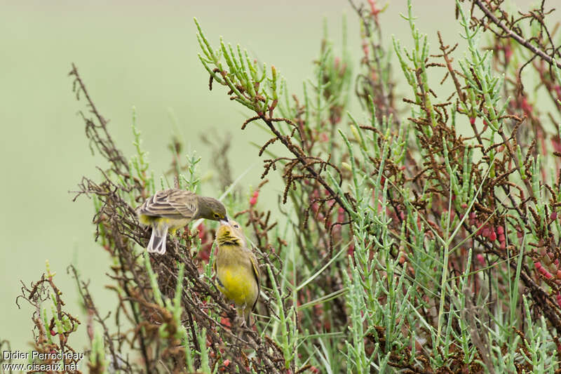 Grassland Yellow Finch, Reproduction-nesting