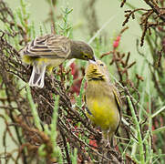 Grassland Yellow Finch