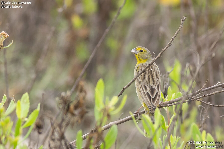 Grassland Yellow Finch