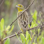 Grassland Yellow Finch