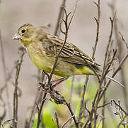 Grassland Yellow Finch