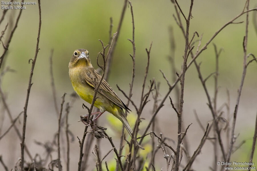 Grassland Yellow Finch