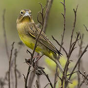 Grassland Yellow Finch