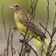 Grassland Yellow Finch