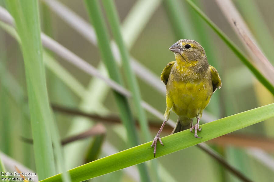 Grassland Yellow Finchadult