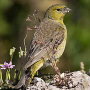 Greenish Yellow Finch