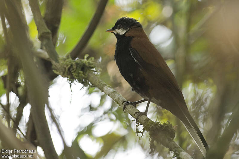 White-eared Solitaireadult, identification