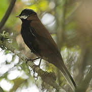 White-eared Solitaire