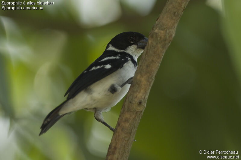 Wing-barred Seedeater male