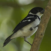 Wing-barred Seedeater