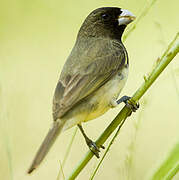 Yellow-bellied Seedeater