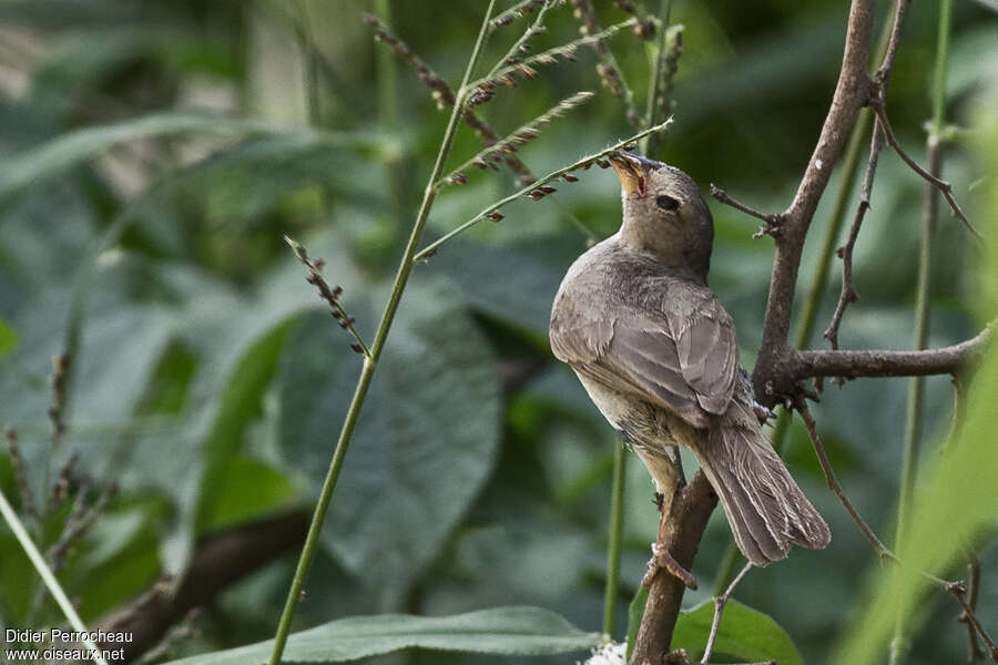 Dull-colored Grassquit