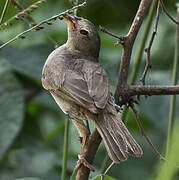 Dull-colored Grassquit