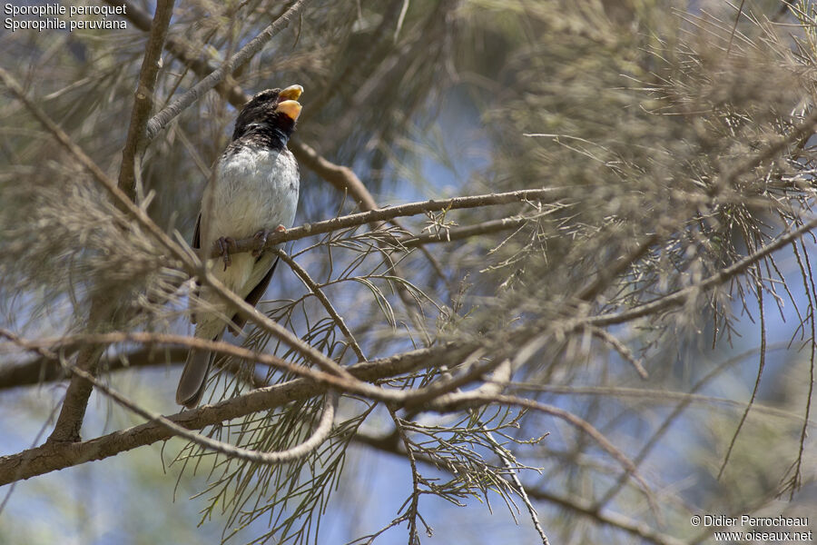 Parrot-billed Seedeater