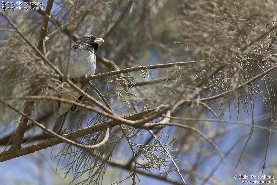 Parrot-billed Seedeater