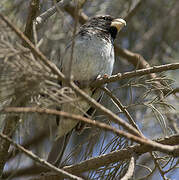 Parrot-billed Seedeater