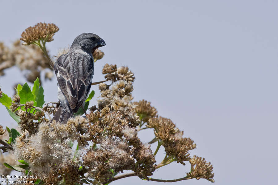 Chestnut-throated Seedeater male adult, eats