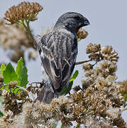 Chestnut-throated Seedeater