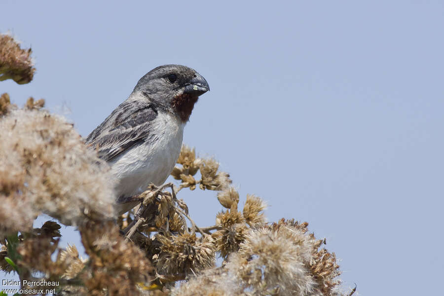 Chestnut-throated Seedeater male adult, close-up portrait