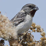 Chestnut-throated Seedeater