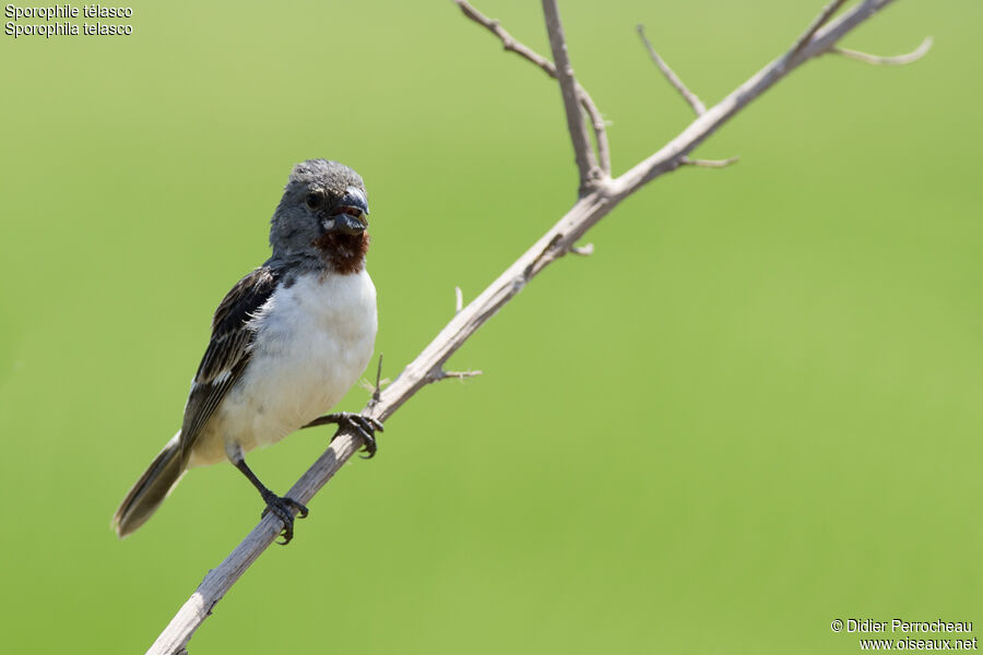 Chestnut-throated Seedeater