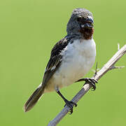 Chestnut-throated Seedeater