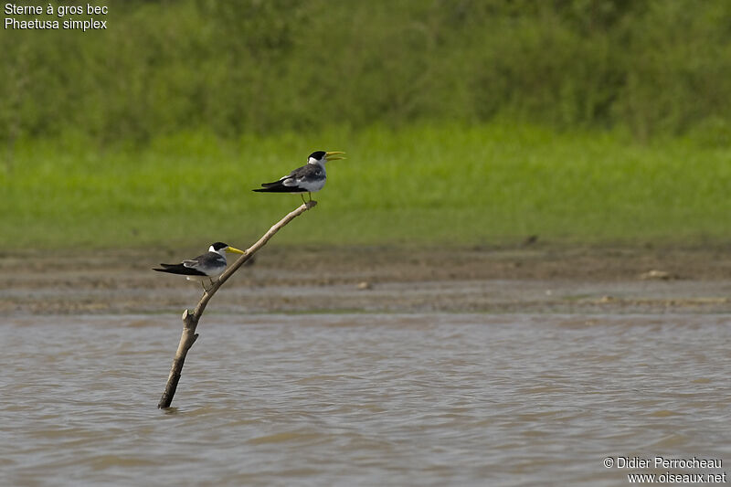 Large-billed Tern