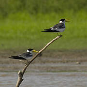 Large-billed Tern