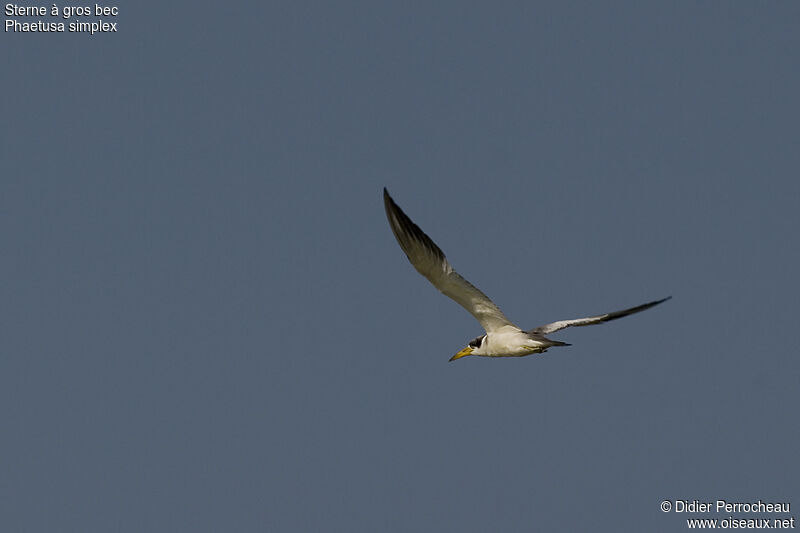 Large-billed Tern