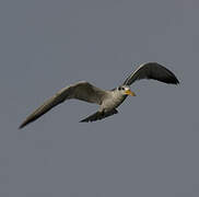 Large-billed Tern