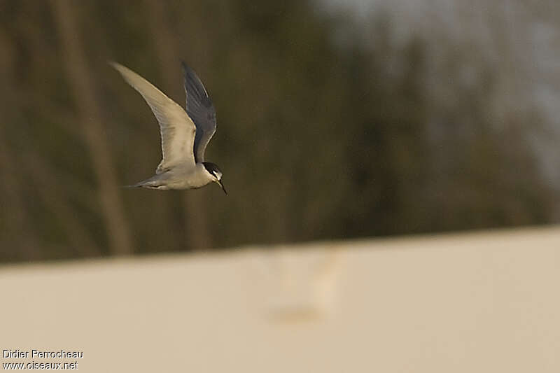Peruvian Tern, Flight