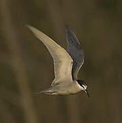 Peruvian Tern