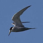 Peruvian Tern