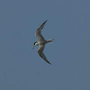 Peruvian Tern