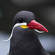 Inca Tern