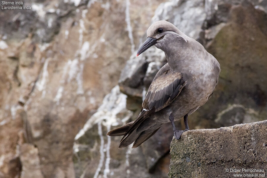 Inca Ternjuvenile