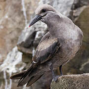 Inca Tern