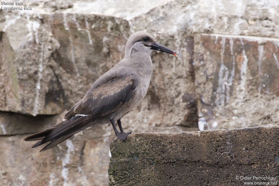 Inca Tern