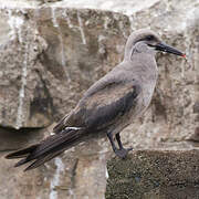 Inca Tern