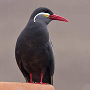 Inca Tern